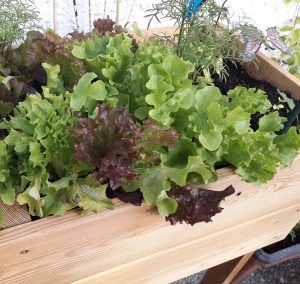 Hochbeet Lärche für Balkon und Terrasse