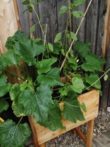 Hochbeet Lärche für Balkon und Terrasse
